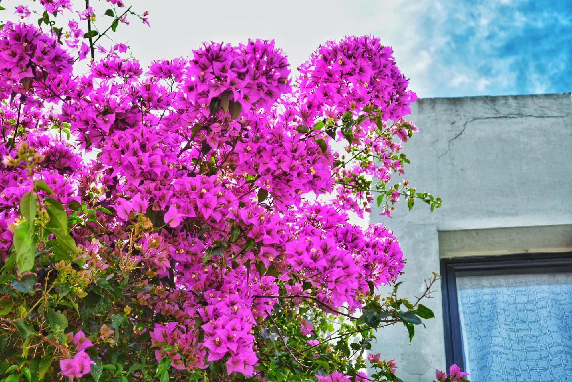 Posada Santa Rita Colonia del Sacramento Buitenkant foto